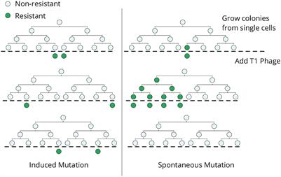 Probing transient memory of cellular states using single-cell lineages